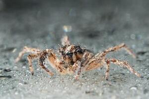 araña, foto de primer plano