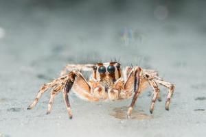 araña, foto de primer plano