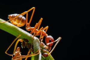 hormigas rojas, fotografía macro foto