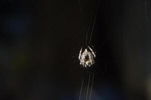 Spider in the spider web photo