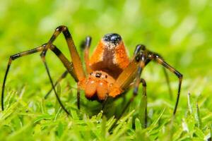 Spider in the grass photo