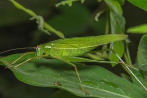 Grasshopper on a leave photo