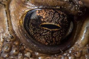 Toad eyes, macro photo