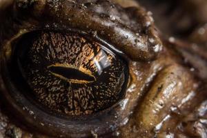 Toad eyes, macro photo