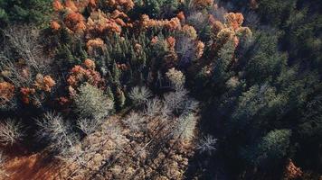 Aerial view of autumn trees photo