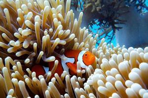 pez payaso en un arrecife de coral foto