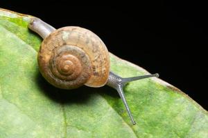 Snail on green leaf photo