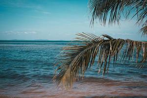 Palm trees at the beach photo