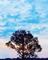 silueta de árbol durante el día foto