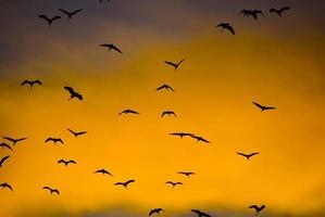 Silhouette of flying birds photo