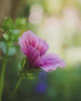 El enfoque selectivo flor de pétalos de rosa foto