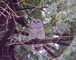 Gray owl perched on brown tree branch photo