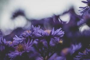 Purple flowers in a field photo