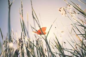 Orange flower surrounded by grass photo