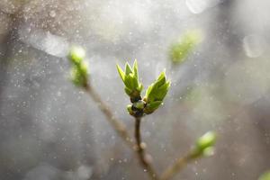 Green leaves on a sapling photo