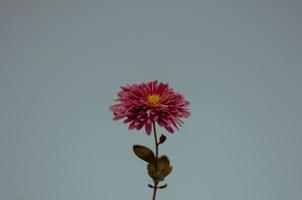 Pink flower on a blue background photo