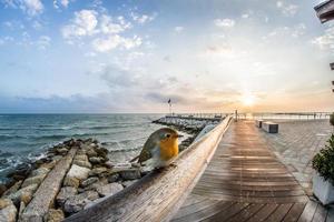 muelle de playa de madera marrón foto