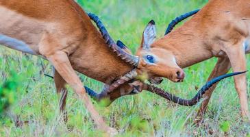 Antelope butting heads photo