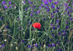 Red flower plant photo