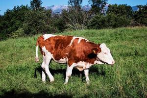 Brown and white cow photo