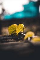 Yellow leaves on brown wooden table photo