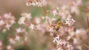 Bee on pink flowers photo