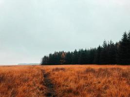 Trail in a grass field photo