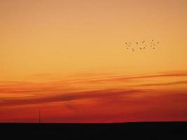 bandada de pájaros al atardecer foto