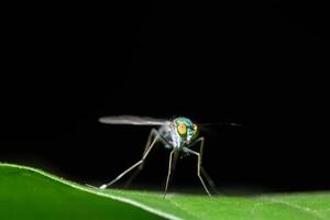 Insect on a leaf photo