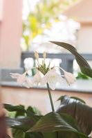 White Hippeastrum flowers with green leaves photo