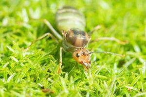 Green ant in the grass photo