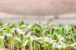 Close-up of baby plants photo