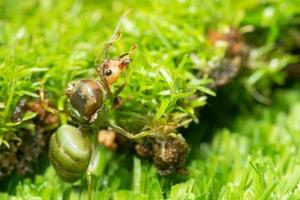 hormiga verde en la hierba foto