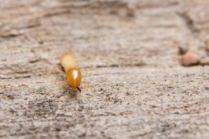 termita en madera. de cerca foto