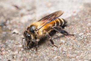 foto de primer plano de abeja real