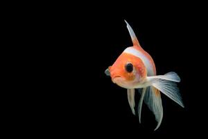 Koi Fish on black background photo