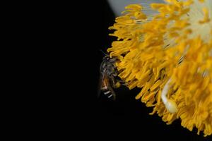 Bee on a yellow flower photo