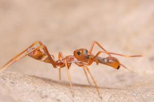 kerengga-ant-like-jumper-spider-free-photo.jpg