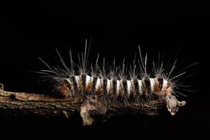 Worm on a branch photo