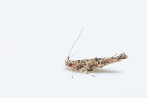 Moth on white background photo