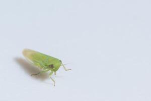 Leafhopper on white background photo