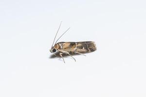 Moth on white background photo