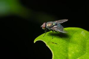 Fly on a leaf photo