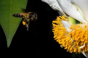 Bee at a flower photo