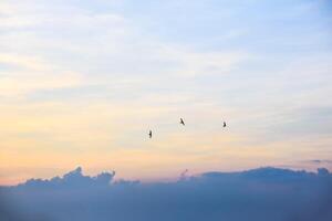 A group of birds flying in the sky photo