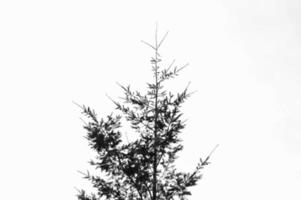 Evergreen tree in black and white photo