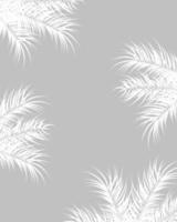 diseño tropical con hojas de palmera blanca y plantas sobre fondo gris vector