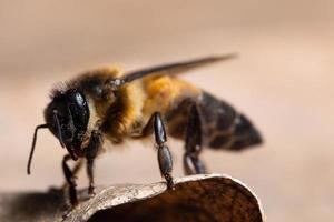 Bee on a leaf photo