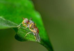 mosca de la fruta en una hoja foto