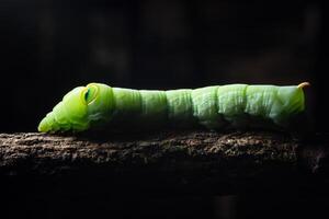 Green worm on a branch photo